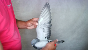 Pigeon image