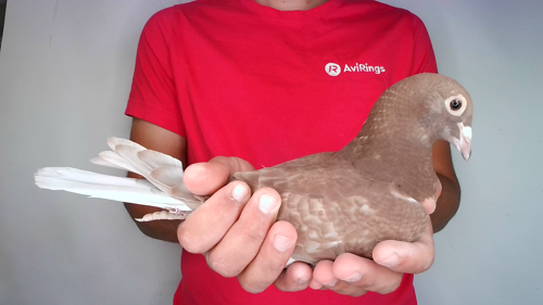 Pigeon image