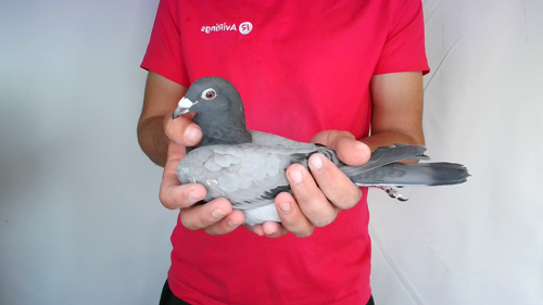 Pigeon image