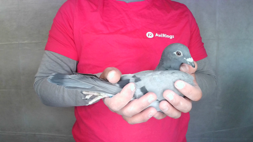 Pigeon image