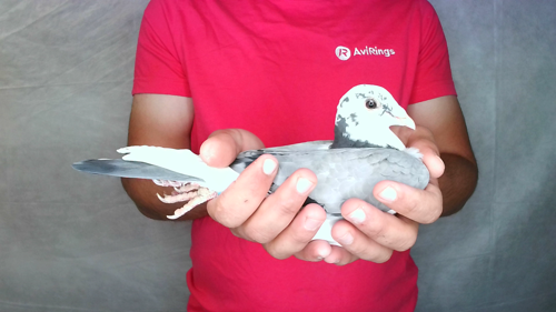 Pigeon image