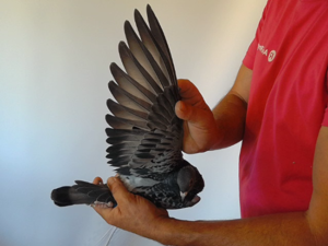 Pigeon image