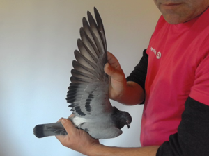 Pigeon image