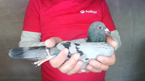 Pigeon image