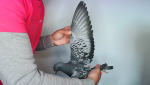 Pigeon image