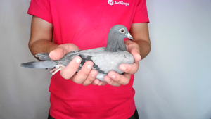 Pigeon image