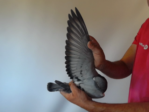 Pigeon image