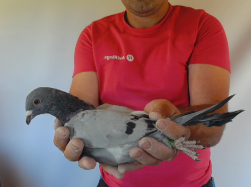 Pigeon image