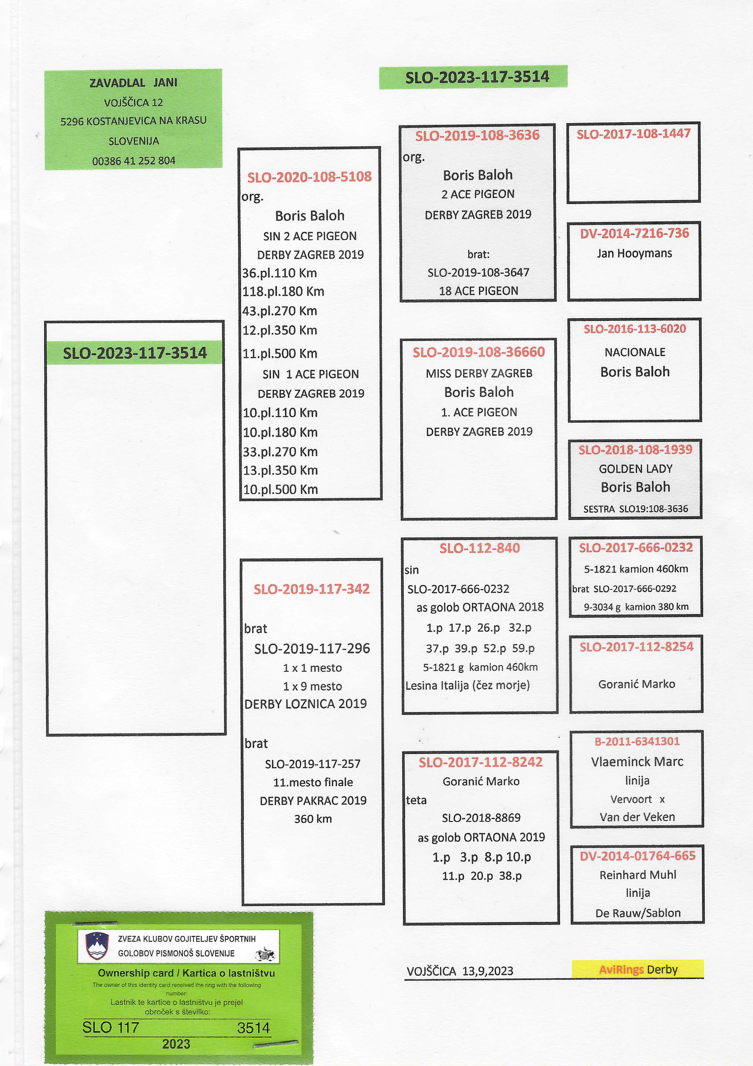 Pigeon pedigree image