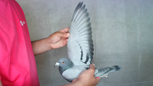 Pigeon image
