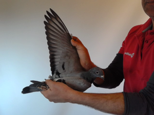 Pigeon image