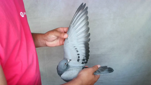 Pigeon image