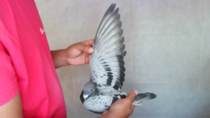 Pigeon image