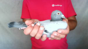 Pigeon image