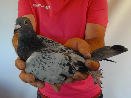 Pigeon image