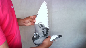 Pigeon image