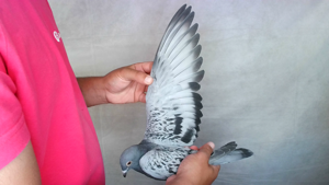 Pigeon image