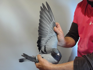 Pigeon image