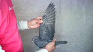 Pigeon image
