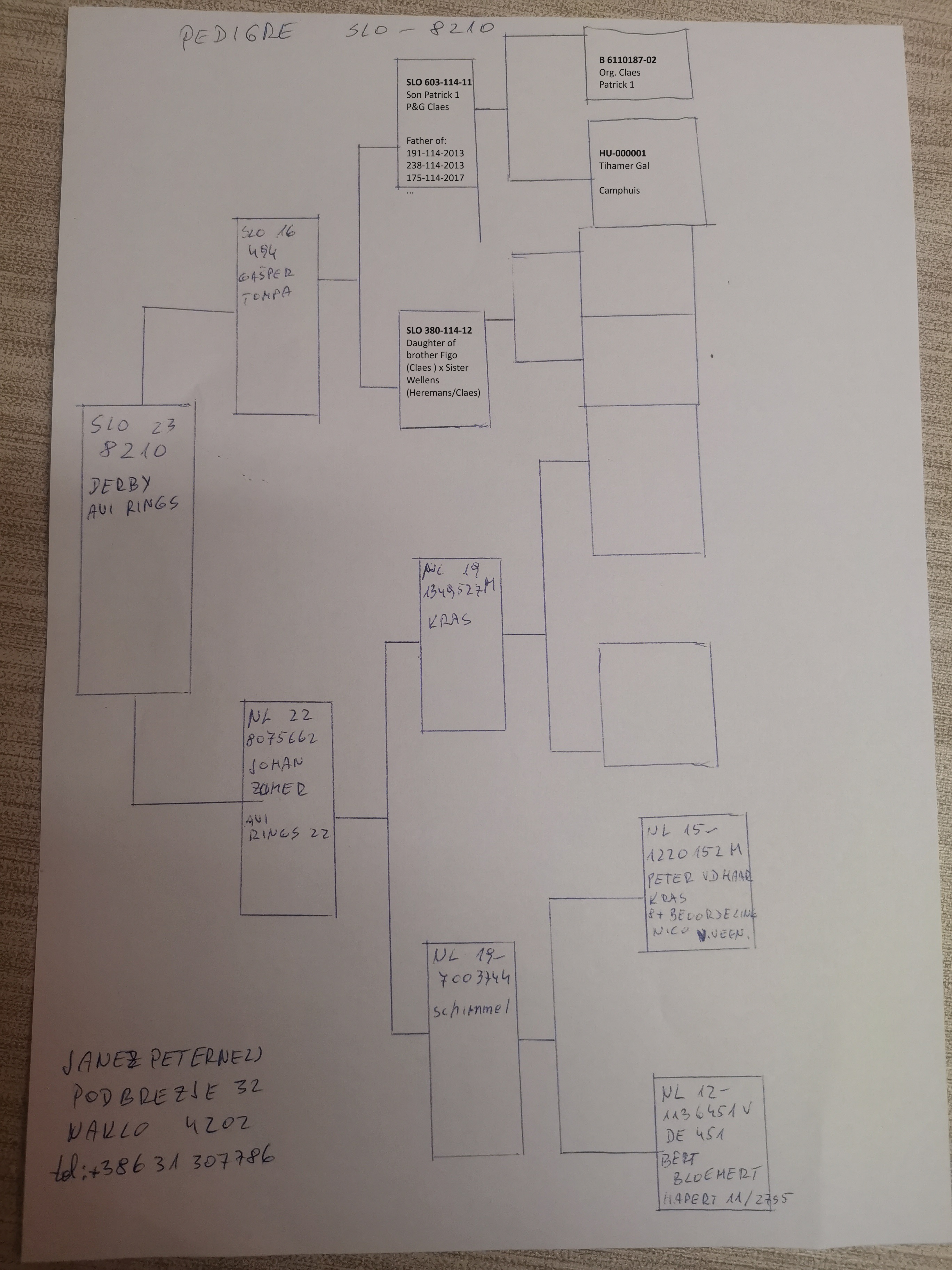 Pigeon pedigree image