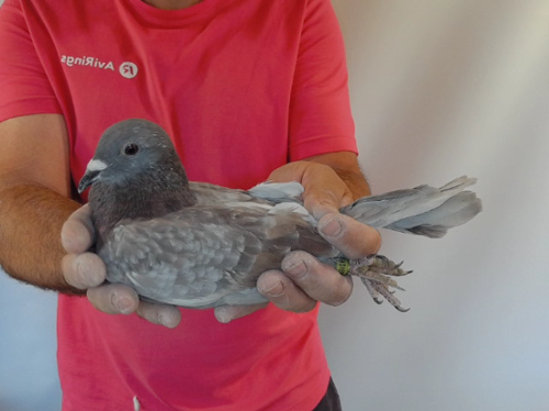 Pigeon image