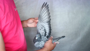 Pigeon image