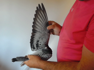 Pigeon image
