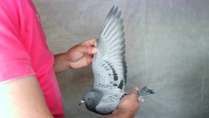 Pigeon image