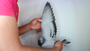 Pigeon image