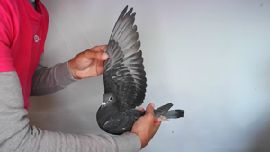 Pigeon image