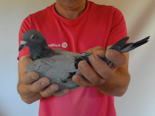 Pigeon image
