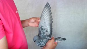 Pigeon image