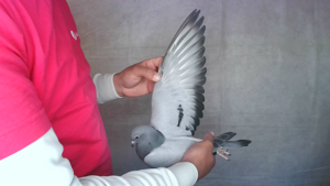 Pigeon image