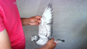Pigeon image