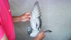 Pigeon image