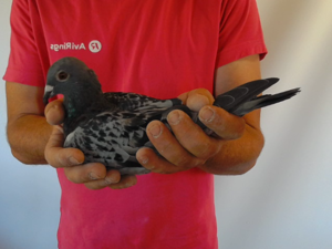 Pigeon image