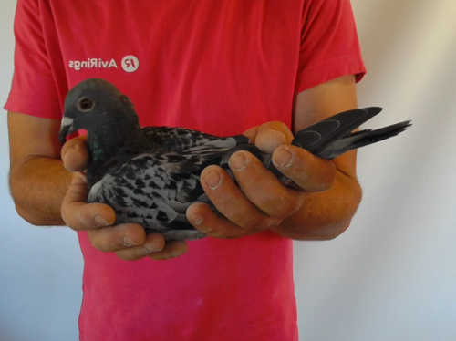 Pigeon image