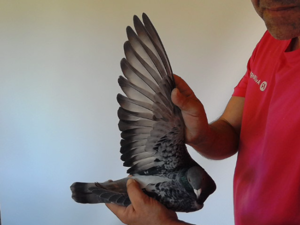 Pigeon image