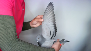 Pigeon image