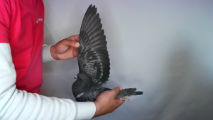 Pigeon image