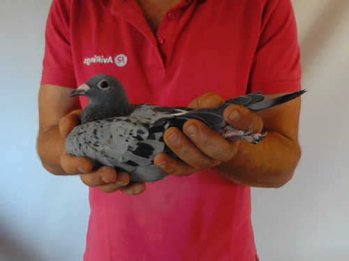 Pigeon image