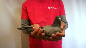 Pigeon image