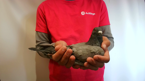 Pigeon image