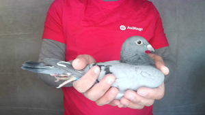 Pigeon image