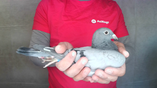Pigeon image