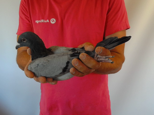 Pigeon image