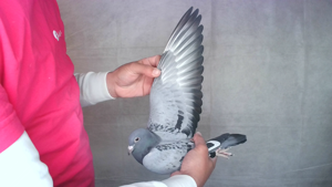 Pigeon image