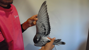 Pigeon image