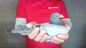 Pigeon image