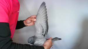 Pigeon image